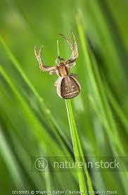 Attēlu rezultāti vaicājumam “Xysticus ulmi”