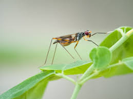 Attēlu rezultāti vaicājumam “Micropezidae”