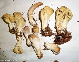 Attēlu rezultāti vaicājumam “Podostroma leucopus”