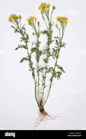 Attēlu rezultāti vaicājumam “Jacobaea vulgaris flower”