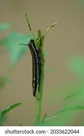 Attēlu rezultāti vaicājumam “Cucullia lucifuga larva”