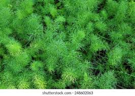 Attēlu rezultāti vaicājumam “Haloragaceae”