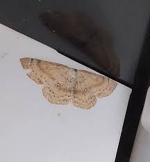 Attēlu rezultāti vaicājumam “Semioscopis avellanella imago”