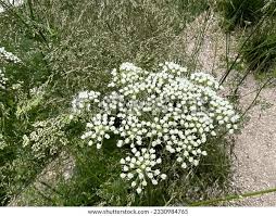 Attēlu rezultāti vaicājumam “Cenolophium denudatum”