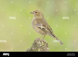 Attēlu rezultāti vaicājumam “Fringilla coelebs female”