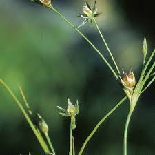 Attēlu rezultāti vaicājumam “Juncus gerardii fruit”