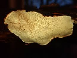 Attēlu rezultāti vaicājumam “Postia leucomallella”