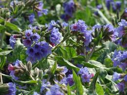 Attēlu rezultāti vaicājumam “Pulmonaria obscura”