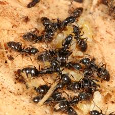 Attēlu rezultāti vaicājumam “Dianema nivale sessile”