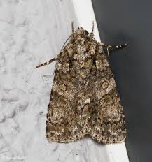 Attēlu rezultāti vaicājumam “Mniotype satura”