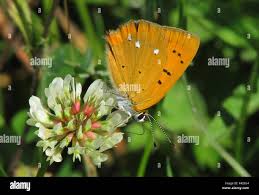 Attēlu rezultāti vaicājumam “Lycaena virgaureae underside”