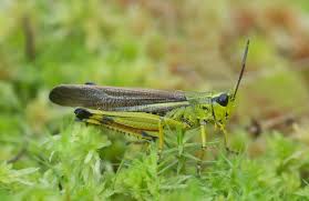 Attēlu rezultāti vaicājumam “Stethophyma grossum”