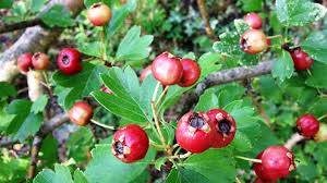 Attēlu rezultāti vaicājumam “Crataegus x macrocarpa fruit”