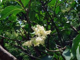 Attēlu rezultāti vaicājumam “Syringa reticulata subsp. amurensis flower”