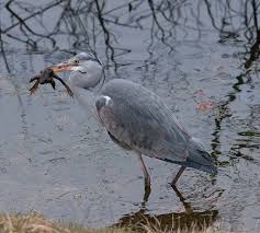 Attēlu rezultāti vaicājumam “Mesoleuca albicillata”