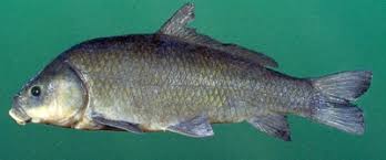 Image result for Ictiobus niger