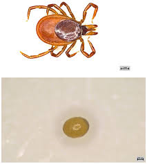 Attēlu rezultāti vaicājumam “Ixodes”