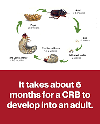Attēlu rezultāti vaicājumam “Oryctes nasicornis larva”