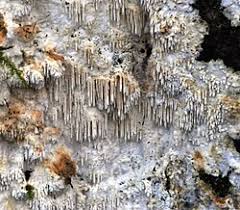 Attēlu rezultāti vaicājumam “Hydnocristella himantia”