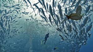 Image result for Dive Barracuda