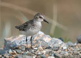 Image result for Calidris pusilla
