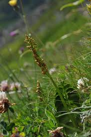 Attēlu rezultāti vaicājumam “Botrychium lunaria”