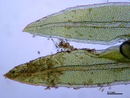 Attēlu rezultāti vaicājumam “Fissidens pusillus sporophyte”