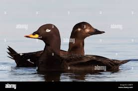 Attēlu rezultāti vaicājumam “Melanitta fusca”