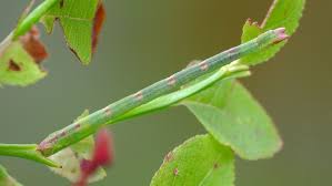 Attēlu rezultāti vaicājumam “Jodis putata”