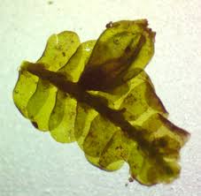 Attēlu rezultāti vaicājumam “Porella cordaeana”