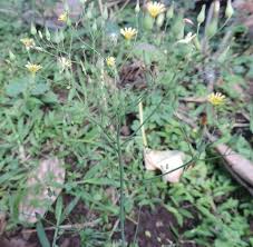 Attēlu rezultāti vaicājumam “Lapsana communis flower”
