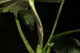 Attēlu rezultāti vaicājumam “Urocystis anemones”