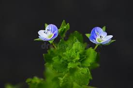 Attēlu rezultāti vaicājumam “Veronica arvensis”