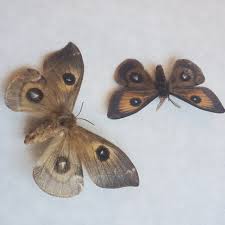 Attēlu rezultāti vaicājumam “Aglia tau”