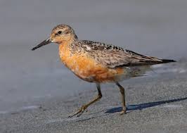 Attēlu rezultāti vaicājumam “Calidris canutus adult”