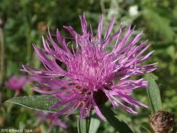 Attēlu rezultāti vaicājumam “Centaurea jacea fruit”