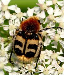 Attēlu rezultāti vaicājumam “Trichius fasciatus”