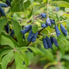 Attēlu rezultāti vaicājumam “Lonicera caerulea var. pallasii”