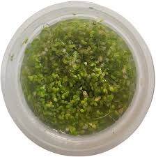 Attēlu rezultāti vaicājumam “Lemna minor”