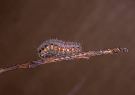 Attēlu rezultāti vaicājumam “Clostera pigra”