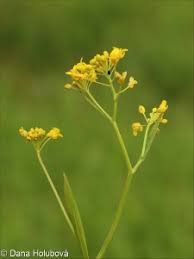 Attēlu rezultāti vaicājumam “Rorippa amphibia leaf”