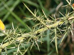 Attēlu rezultāti vaicājumam “Hordelymus europaeus leaf”