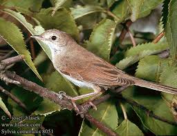 Attēlu rezultāti vaicājumam “Sylvia communis”