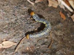 Attēlu rezultāti vaicājumam “Abraxas grossulariata larva”