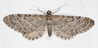 Attēlu rezultāti vaicājumam “Eupithecia satyrata”