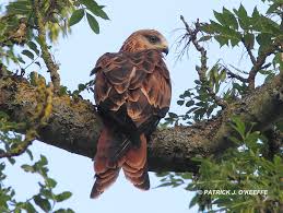 Image result for Kite Ireland