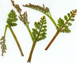 Attēlu rezultāti vaicājumam “Botrychium matricariifolium”