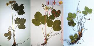 Attēlu rezultāti vaicājumam “Fragaria viridis leaf”