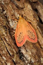 Attēlu rezultāti vaicājumam “Miltochrista miniata”