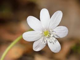 Attēlu rezultāti vaicājumam “Hepatica nobilis flower”